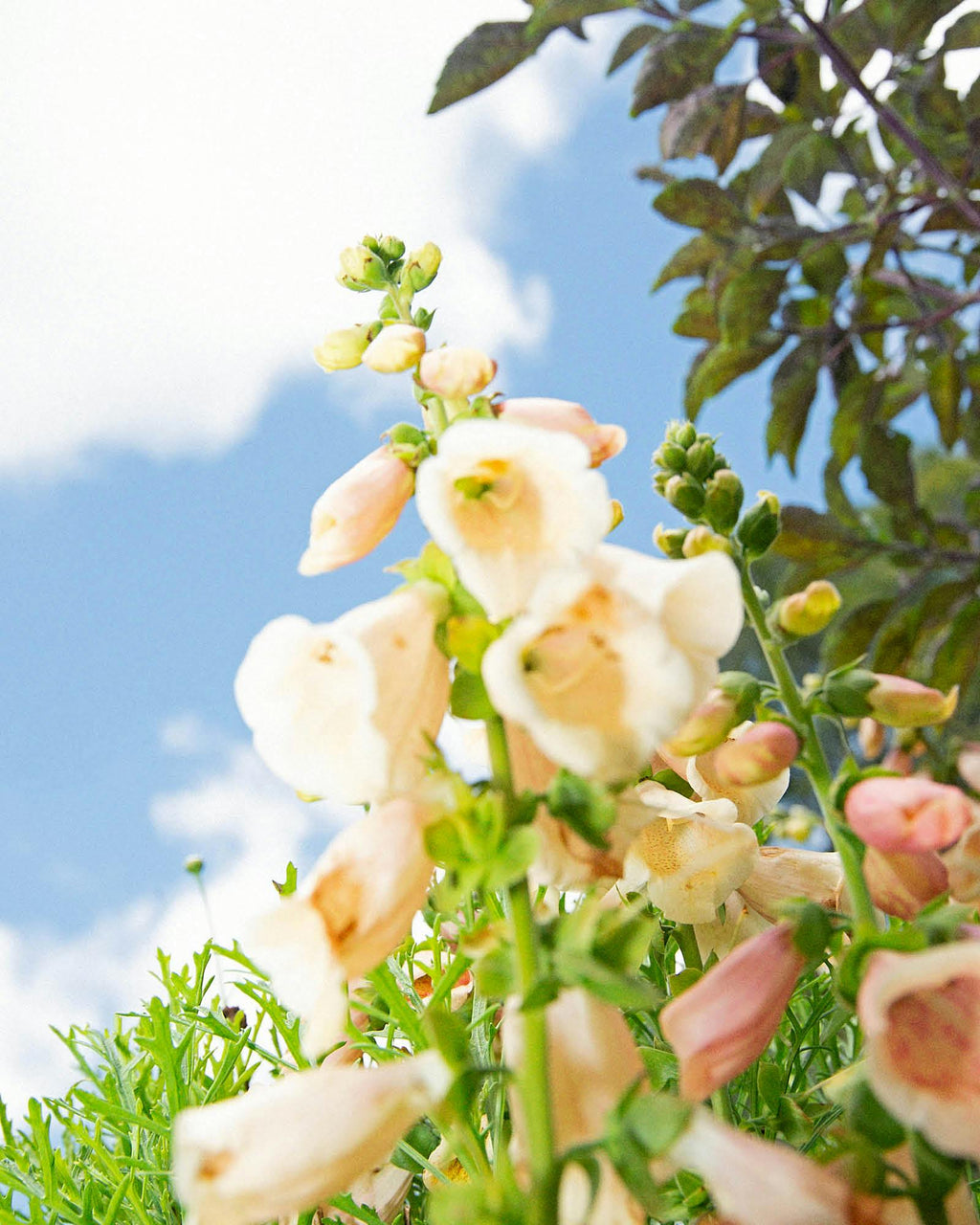 The Evermore Straw Hat